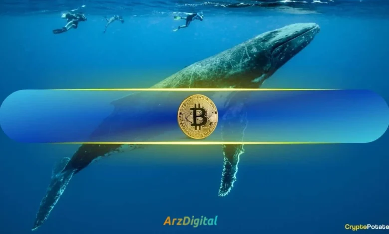 بزرگ‌ترین گروه نهنگ‌های بیت‌کوین؛ 40 درصد بازار در دست این گروه نهنگ